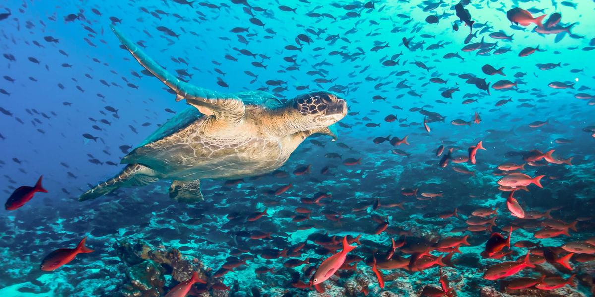 Viaje a Ecuador y Galapagos